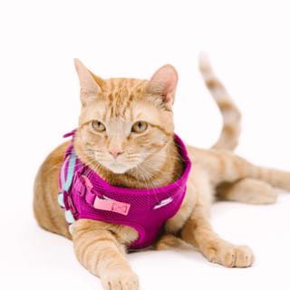PINK PAPYRUS Cat Adjustable Harness & Leash Set product photo