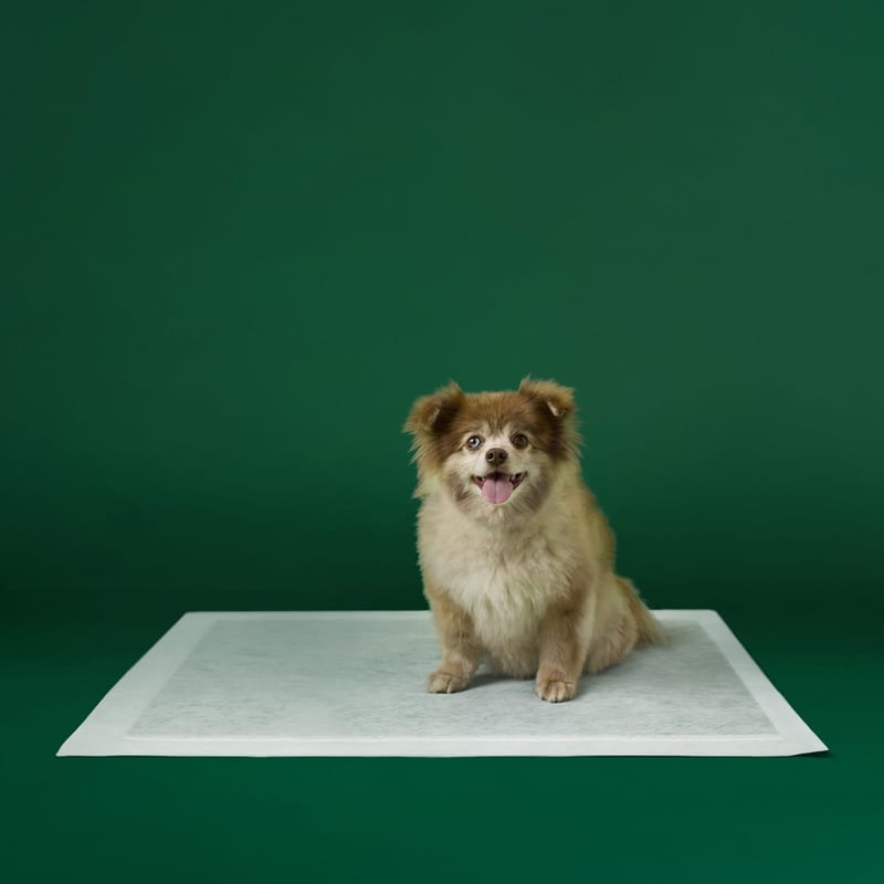 EARTH RATED Puppy Pee Pads - Large 22x23 professional product photo ready to upload to shopify