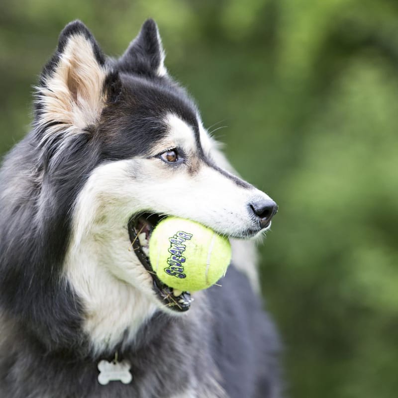 KONG AirDog Squeaker Ball With Rope professional product photo ready to upload to shopify