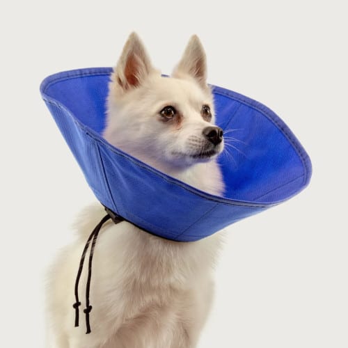 KONG EZ Soft Collar professional product photo ready to upload to shopify