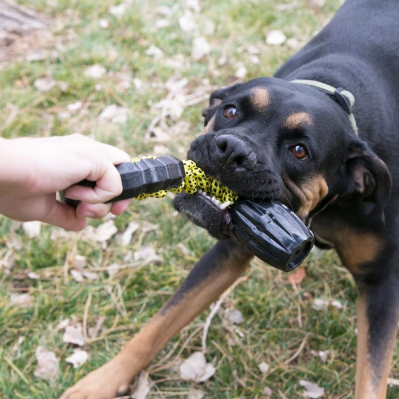 KONG Jaxx Braided Tug professional product photo ready to upload to shopify