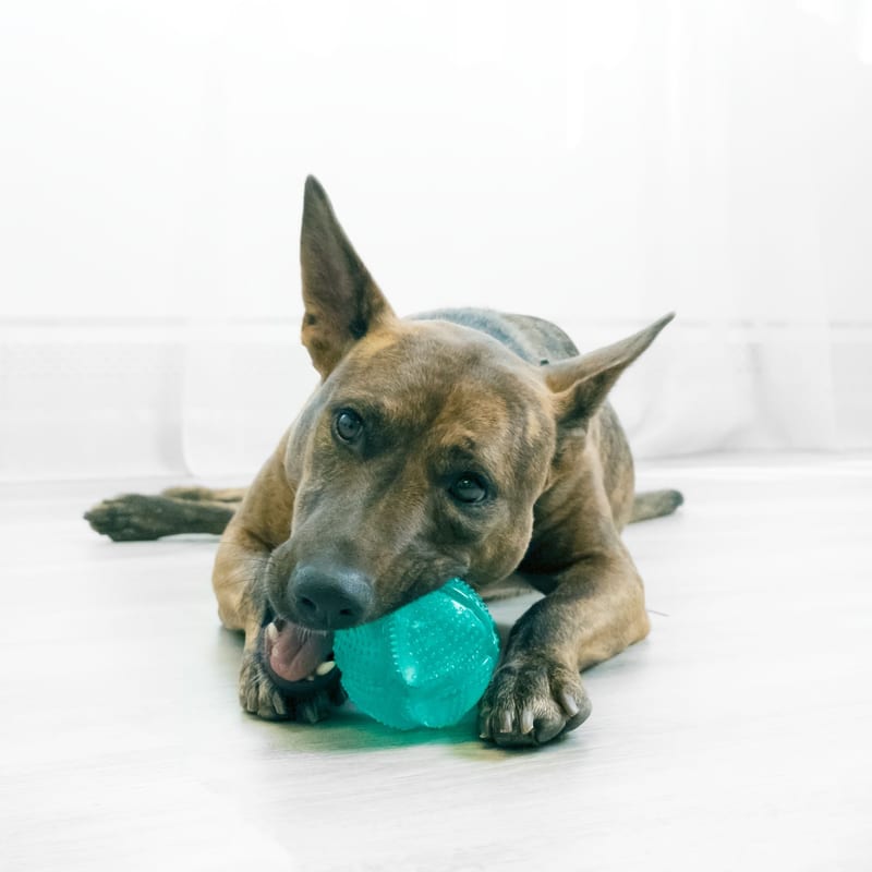 KONG Squeezz Dental Ball professional product photo ready to upload to shopify