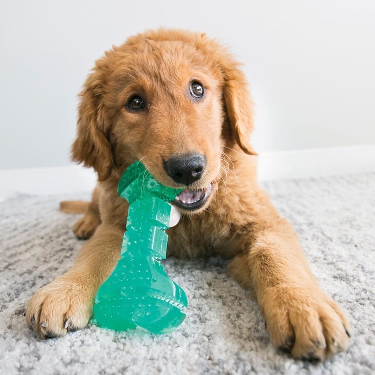 KONG Squeezz Dental Stick professional product photo ready to upload to shopify