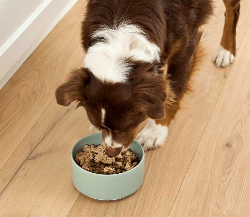 OPEN FARM Dog Arctic Char Grain-Free Topper 4.59 oz professional product photo ready to upload to shopify