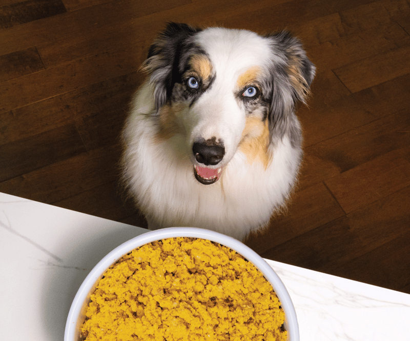 OPEN FARM DOG FROZEN GENTLY COOKED TUMMY RESCUE 16OZ professional product photo ready to upload to shopify