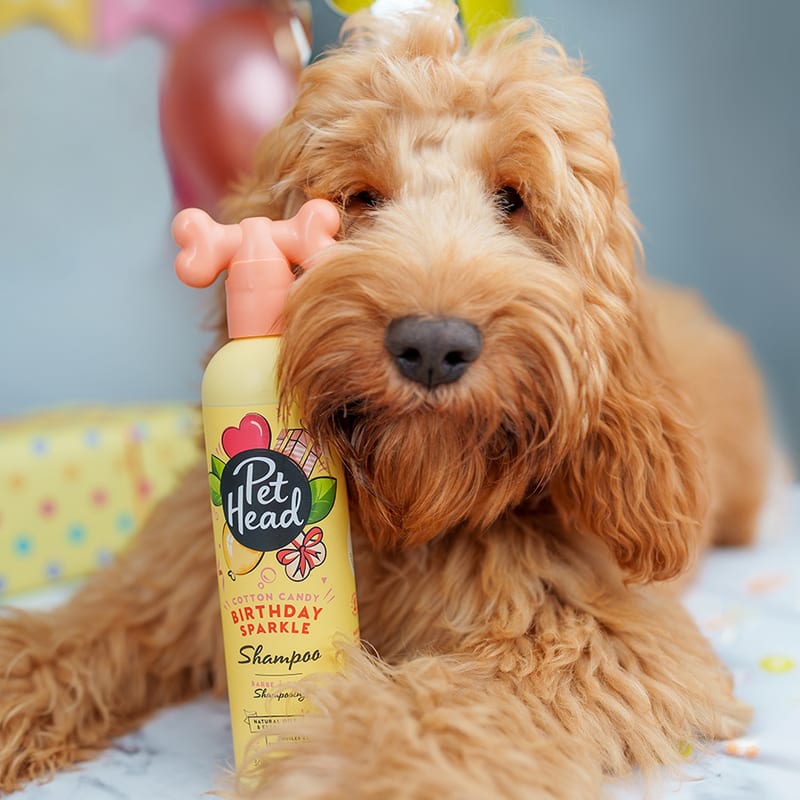 Pet Head Birthday Edition Shampoo 300ml professional product photo ready to upload to shopify