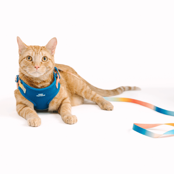 PINK PAPYRUS Cat Adjustable Harness & Leash Set professional product photo ready to upload to shopify