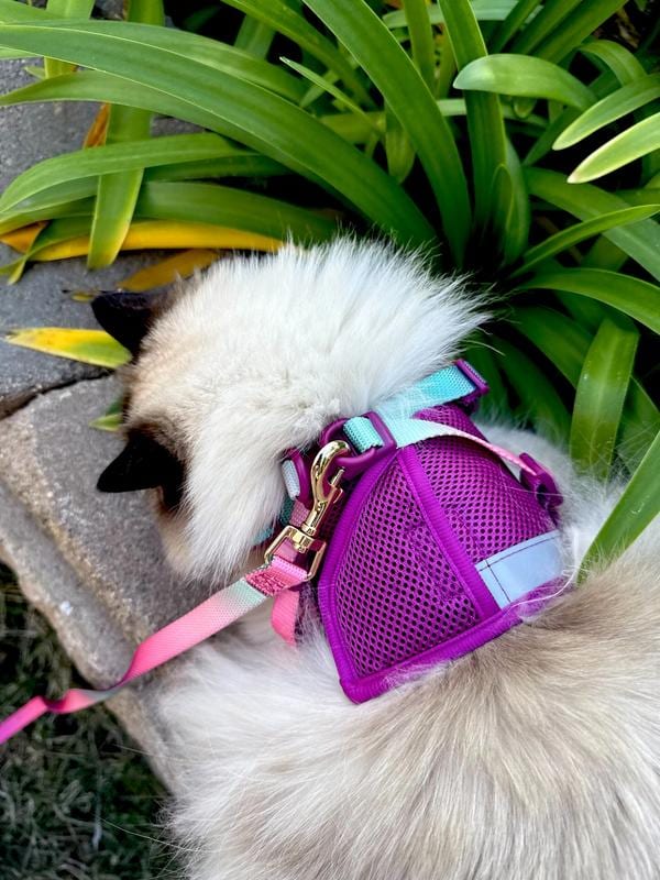 PINK PAPYRUS Cat Adjustable Harness & Leash Set professional product photo ready to upload to shopify