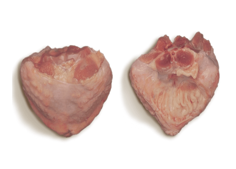 RAWR Frozen Turkey Tail 1lb professional product photo ready to upload to shopify