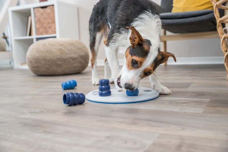 TRIXIE Dog Activity Solitaire 11.4 Inches professional product photo ready to upload to shopify