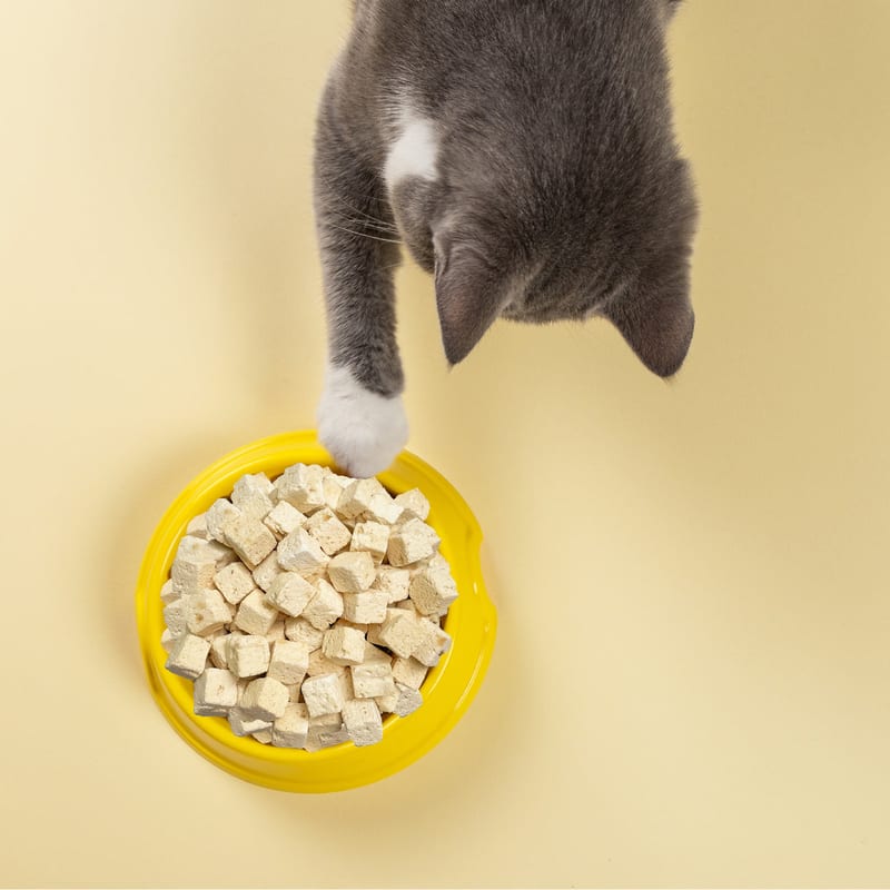 WERUVA CAT MIDEAST FEAST 3OZ professional product photo ready to upload to shopify