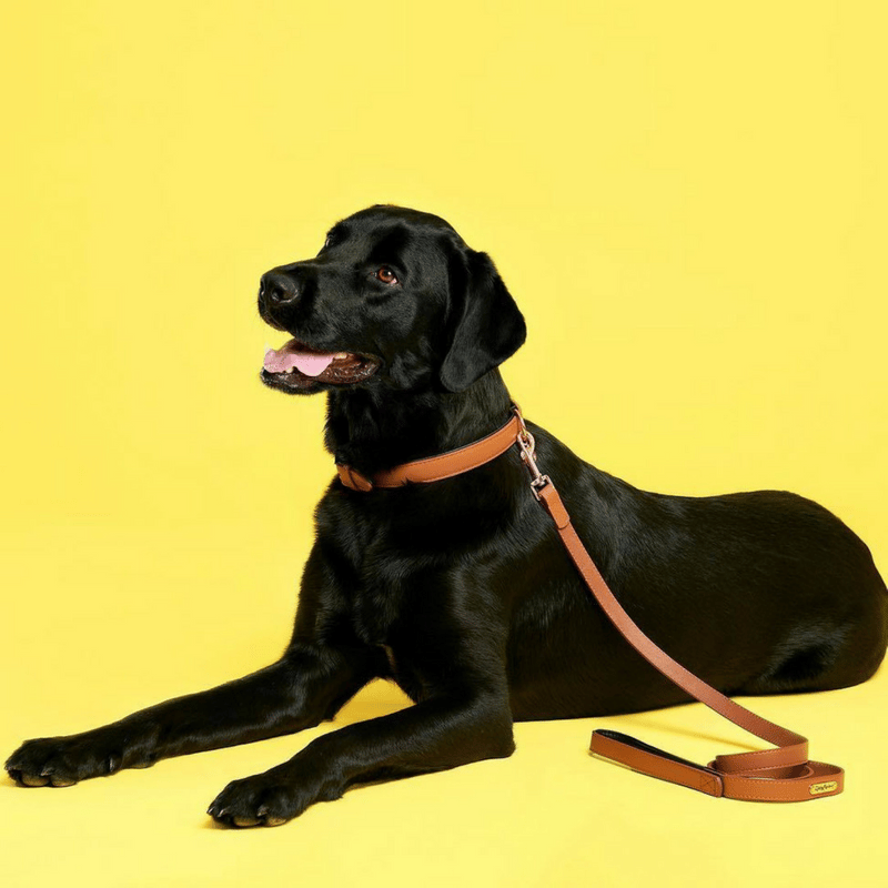 ZIPPYPAWS Leather Dog Collar Brown Large professional product photo ready to upload to shopify